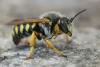 Rhodanthidium septemdentatum